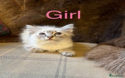Ragdoll cats for sale: Beautiful ragdoll kittens ready now  - Image 8
