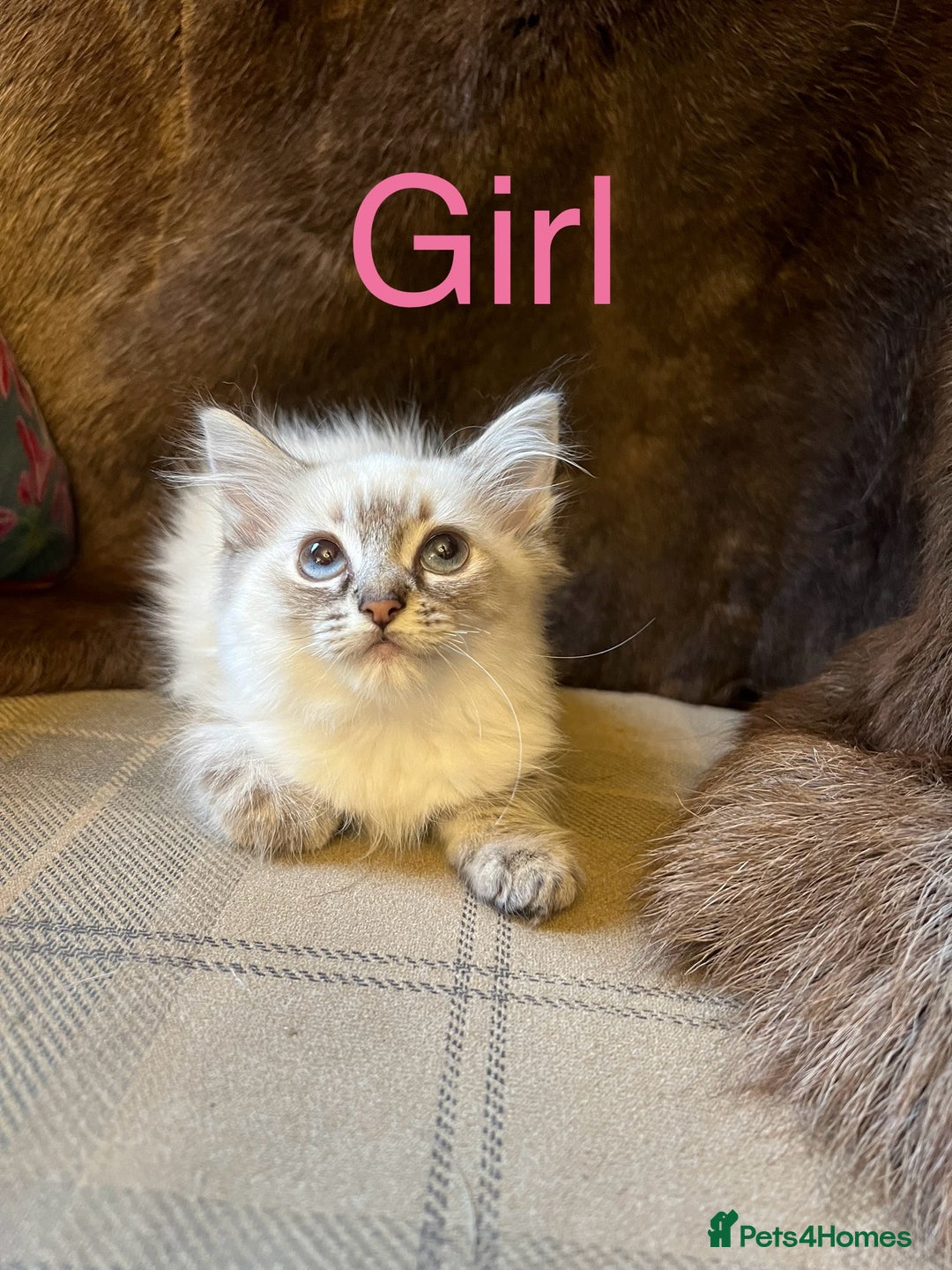 Ragdoll cats for sale: Beautiful ragdoll kittens ready now  - Image 8