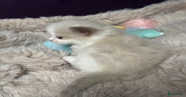 Ragdoll cats - Advert 9