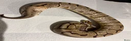 Python Snake reptiles for sale: Royal pythons/children’s pythons  - Advert 3