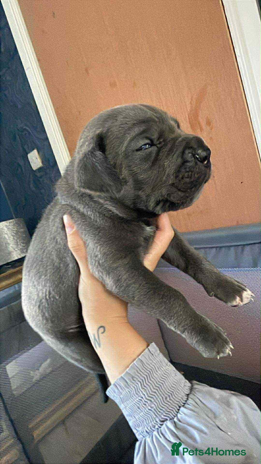 Cane Corso dogs for sale: Beautiful cane corso puppies  - Image 2