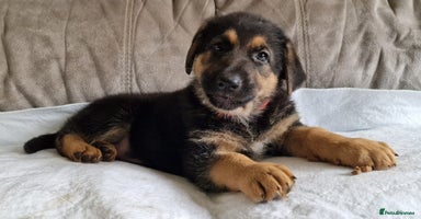 German Shepherd dogs - Advert 4