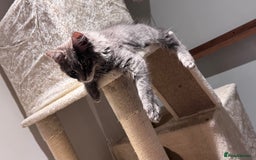 Maine Coon cats for sale: Beautiful XXL Maine Coon Boy 3 Months Old  - Advert 13
