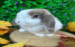 Mini Lop rabbits for sale: Beautiful mini lop adults (proven)  - Advert 10