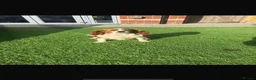 Cavalier King Charles Spaniel dogs for sale: 4 stunning King Charles cavalier puppy’s  - Advert 5