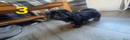 Shih Tzu dogs for sale: Imperial shih tzu puppies  in Walsall - Advert 12