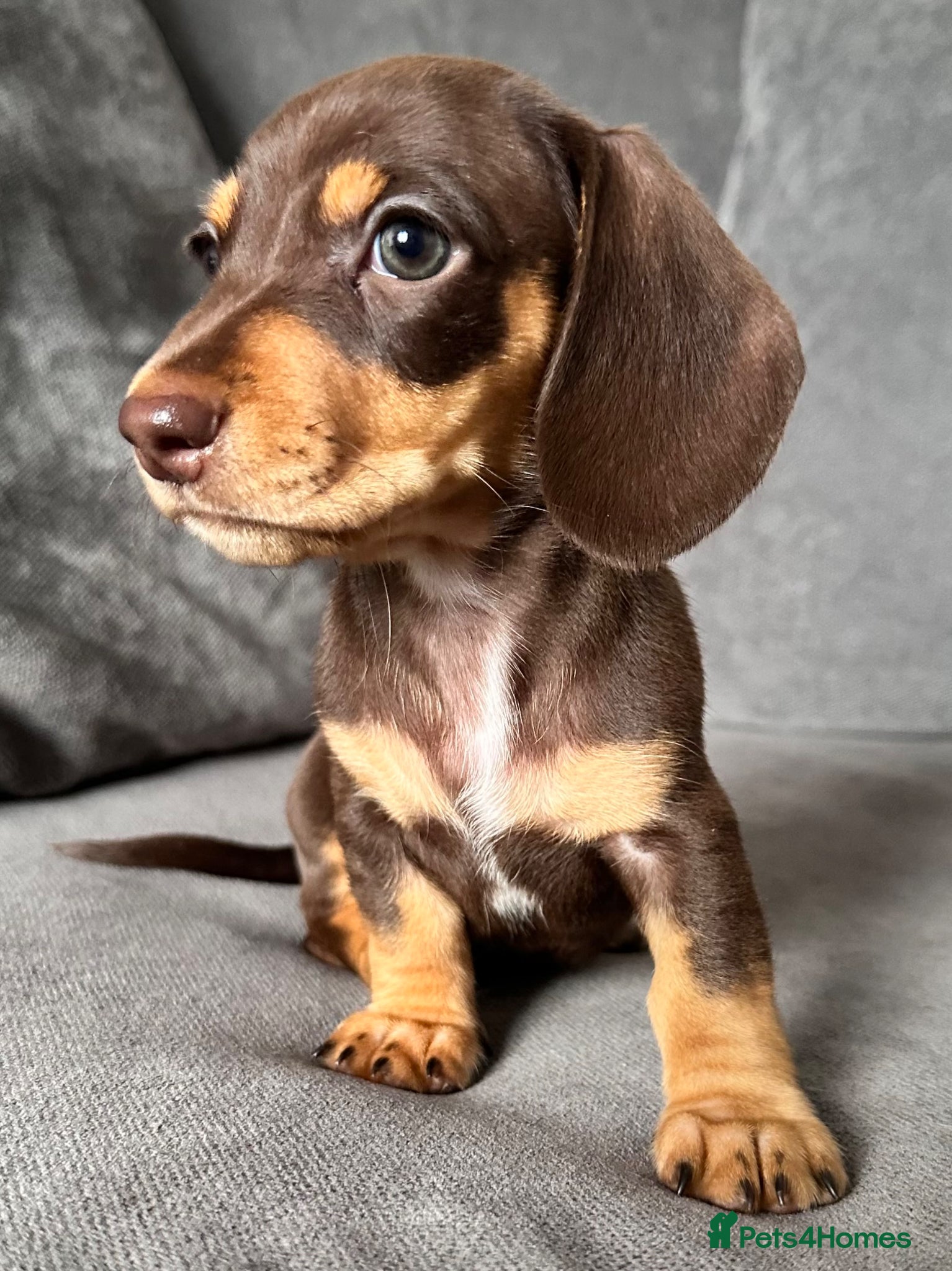 Miniature Dachshund dogs Miniature Dachshunds kc reg  - Advert 13