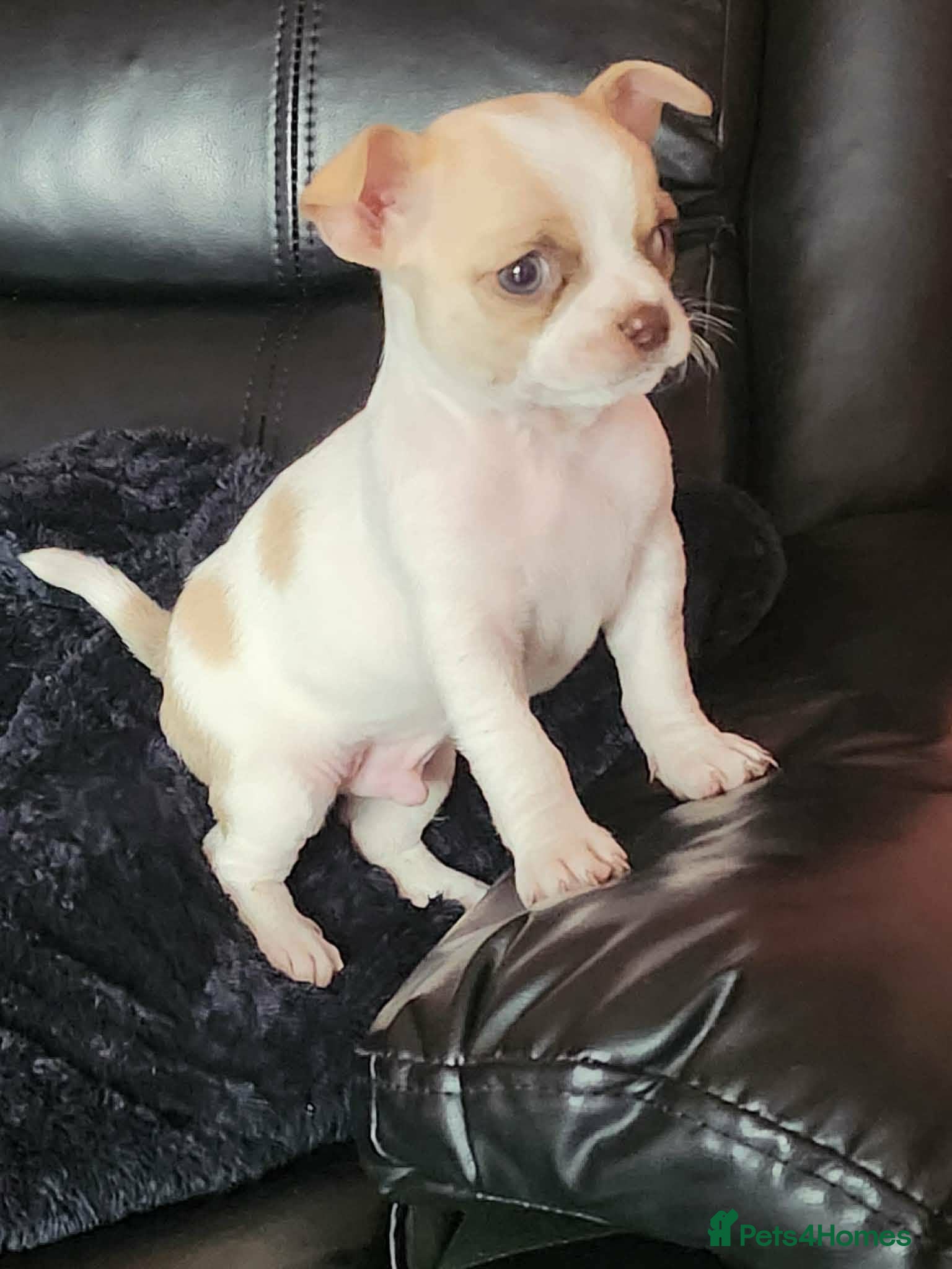 Chihuahua dogs Chihuahua - Advert 1