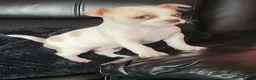Chihuahua dogs for sale: Chihuahua in Birmingham - Advert 1