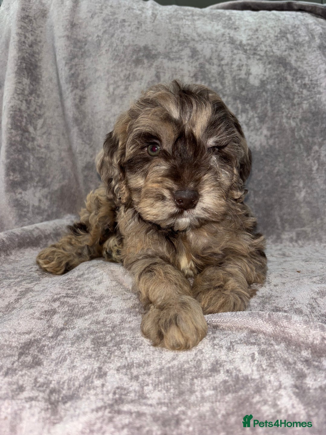 Cockapoo dogs for sale: Gorgeous Cockapoo Puppies  - Advert 23