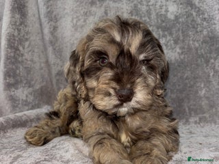 Cockapoo dogs Vaccinated Cockapoo Puppies - Advert 10