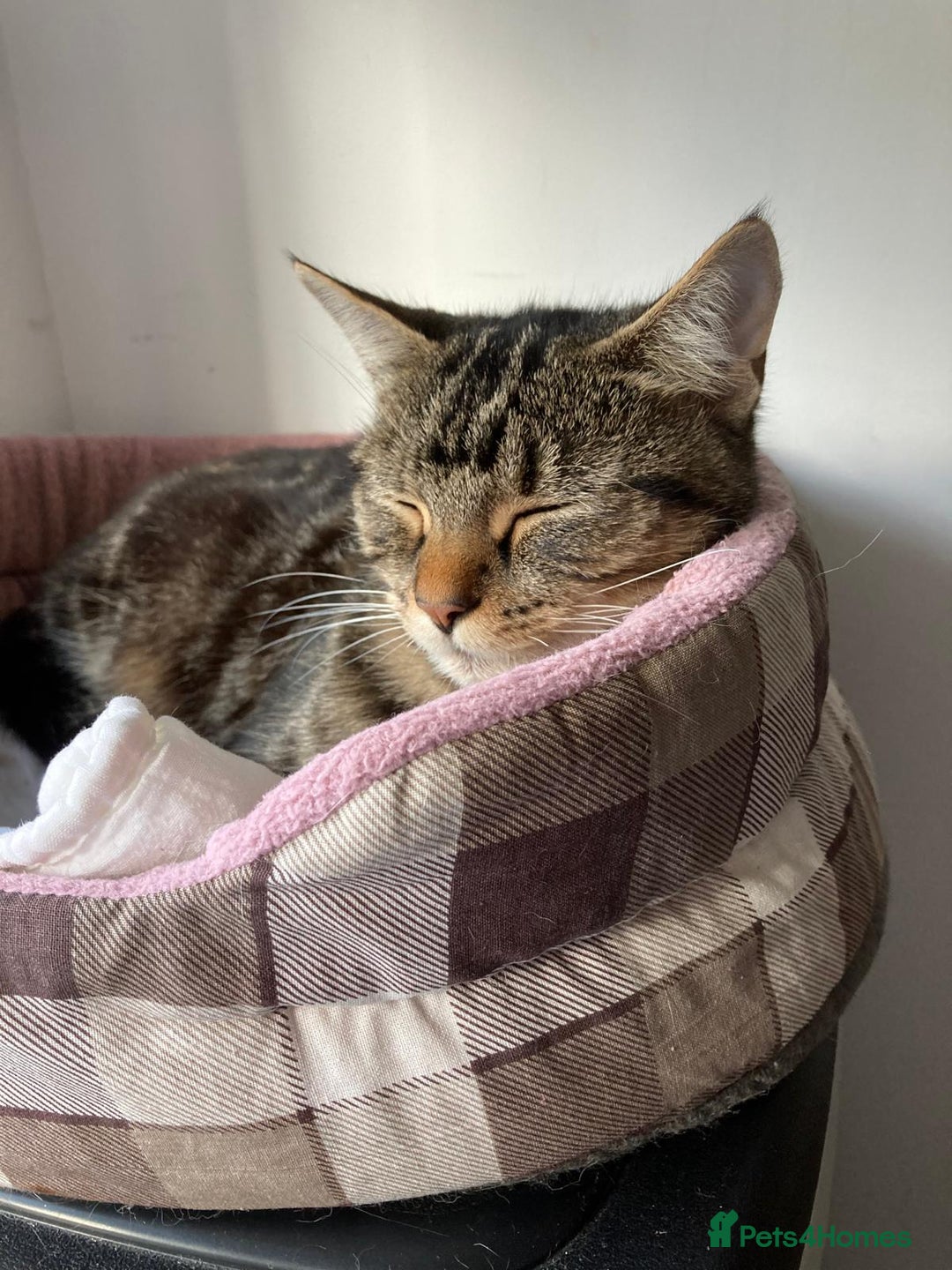 Domestic Shorthair cats for adoption: Beautiful girl in need of perfect forever home - Advert 1