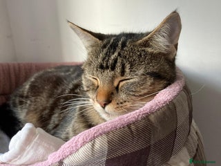 Domestic Shorthair cats Beautiful girl in need of perfect forever home - Advert 1
