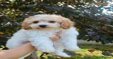 Cavapoo dogs - Advert 2