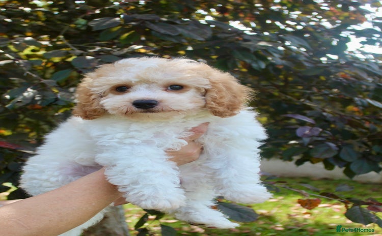 Cavapoo dogs - Advert 4