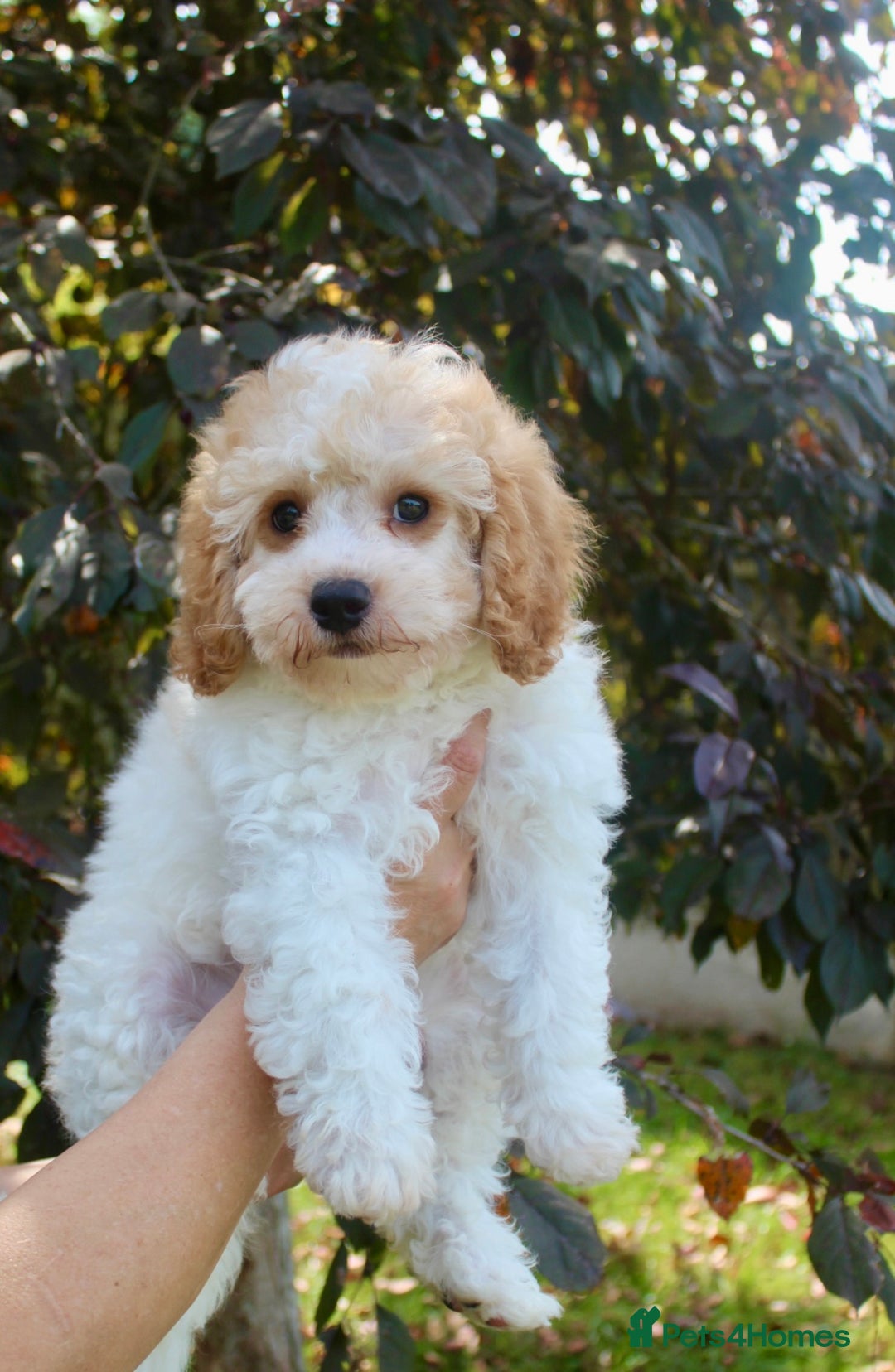 Cavapoo Tricolor Full Grown Cavapoo V Cavachon 2025
