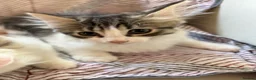 Mixed Breed cats for sale: 4 mixed breed babies - Advert 6