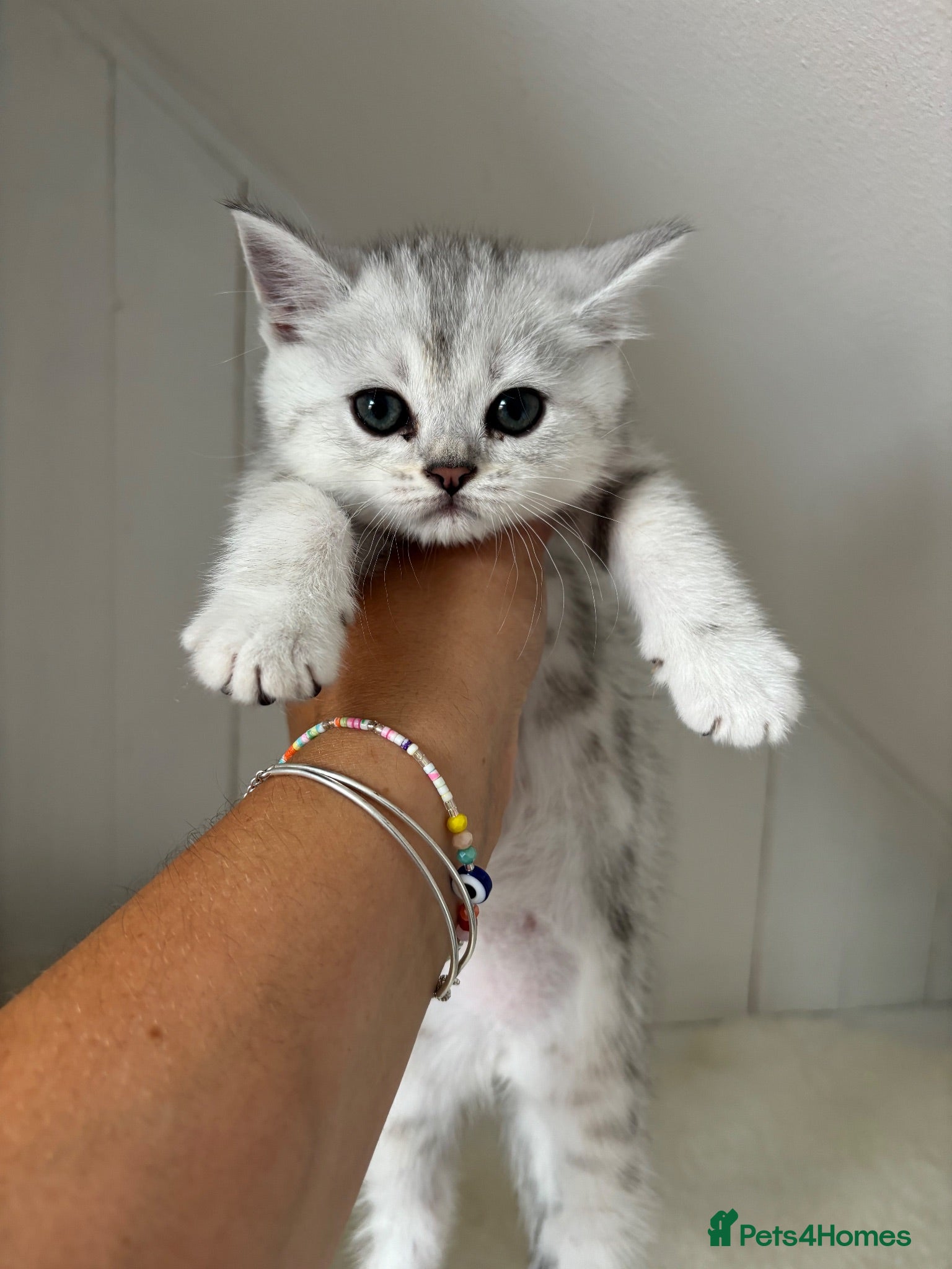 British Shorthair cats Stunning Snow Spot BSH Kittens  - Advert 1