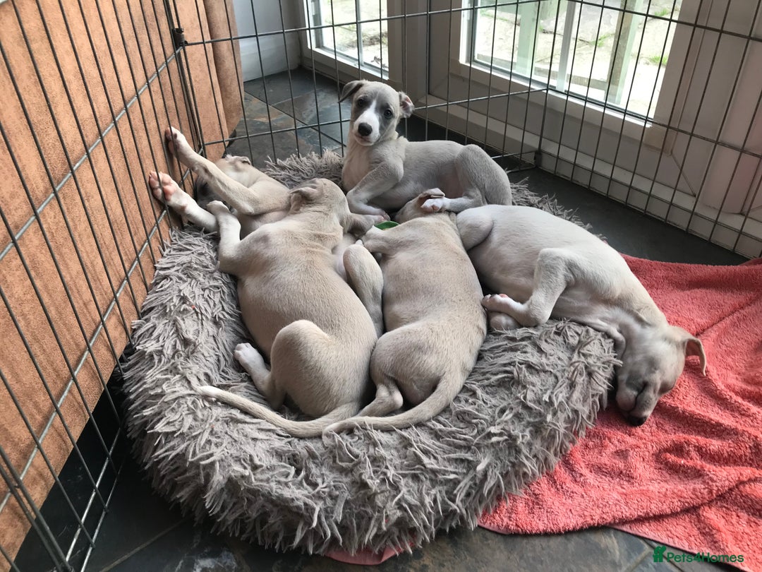 Whippet dogs for sale: Stunning whippet puppies - Advert 1