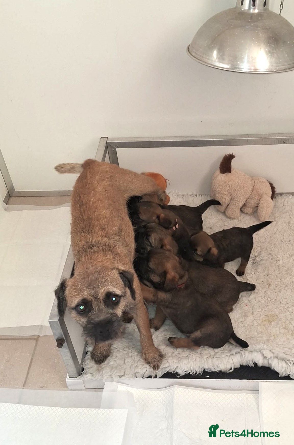 Border Terrier dogs Border Terrier Puppies, 5 Star Registered Breeder - Advert 5