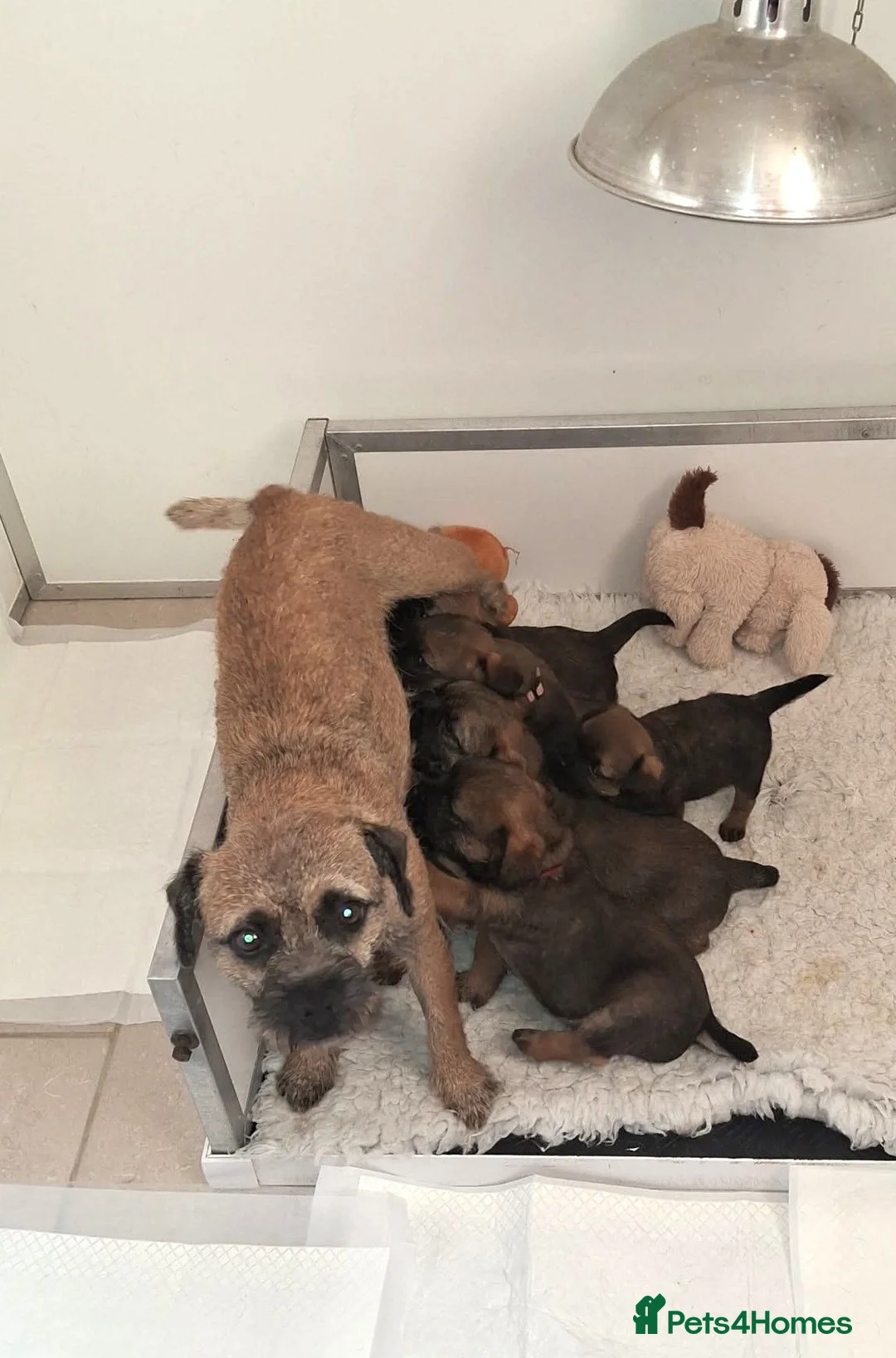 Border Terrier dogs for sale: Border Terrier Puppies, 5 Star Registered Breeder - Advert 1