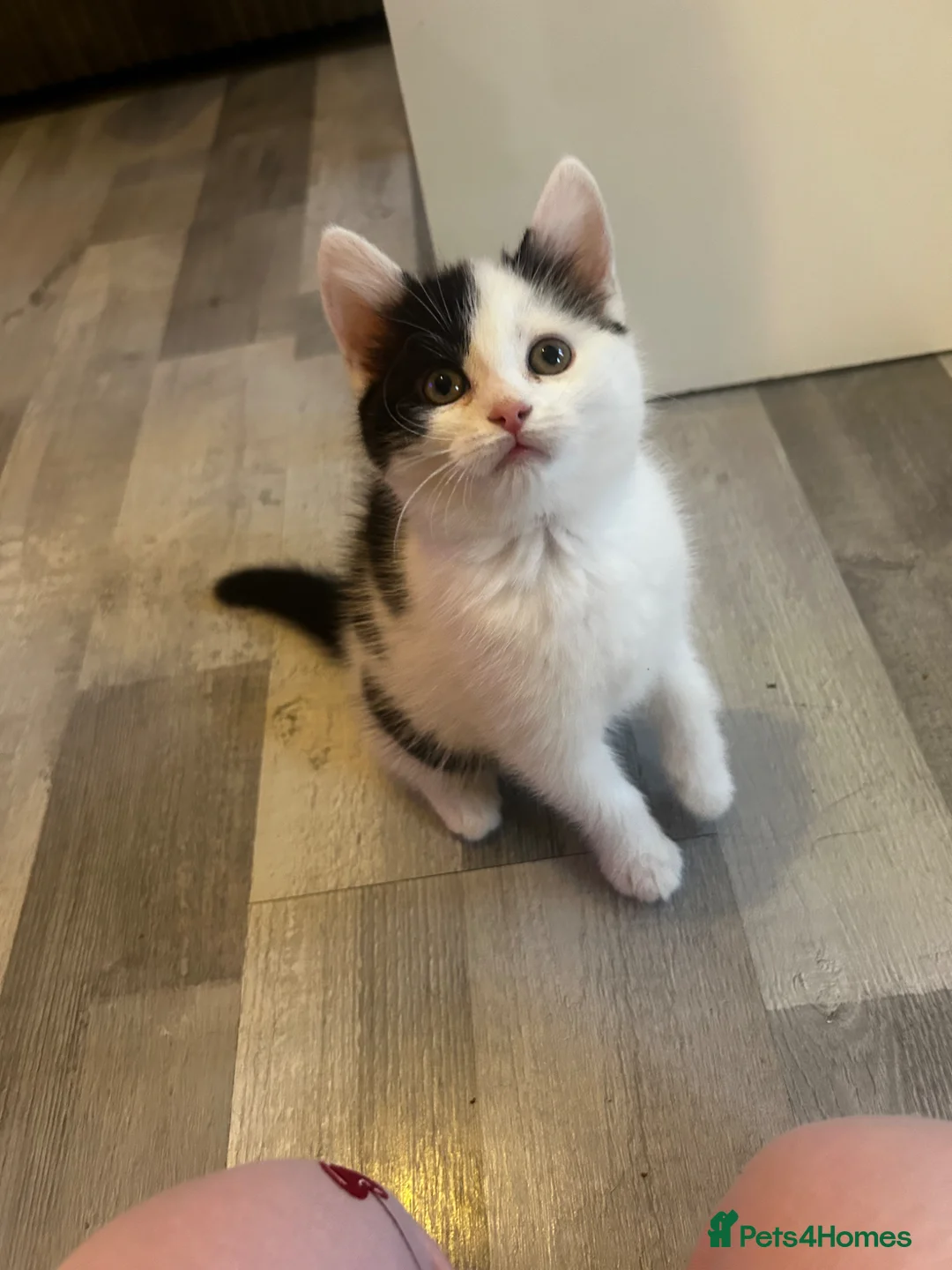 Mixed Breed cats for sale: 2 boys,1 girl, black & white 8 week loving kittens - Advert 2