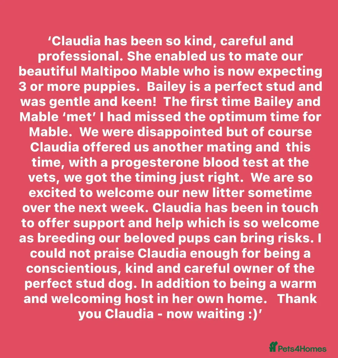 Maltipoo dogs for stud: Maltipoo Stud in Trowbridge - Advert 20