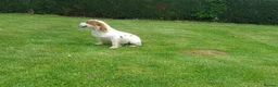 Cocker Spaniel dogs for stud: Lemon and White Cocker Spaniel For Stud - Advert 5