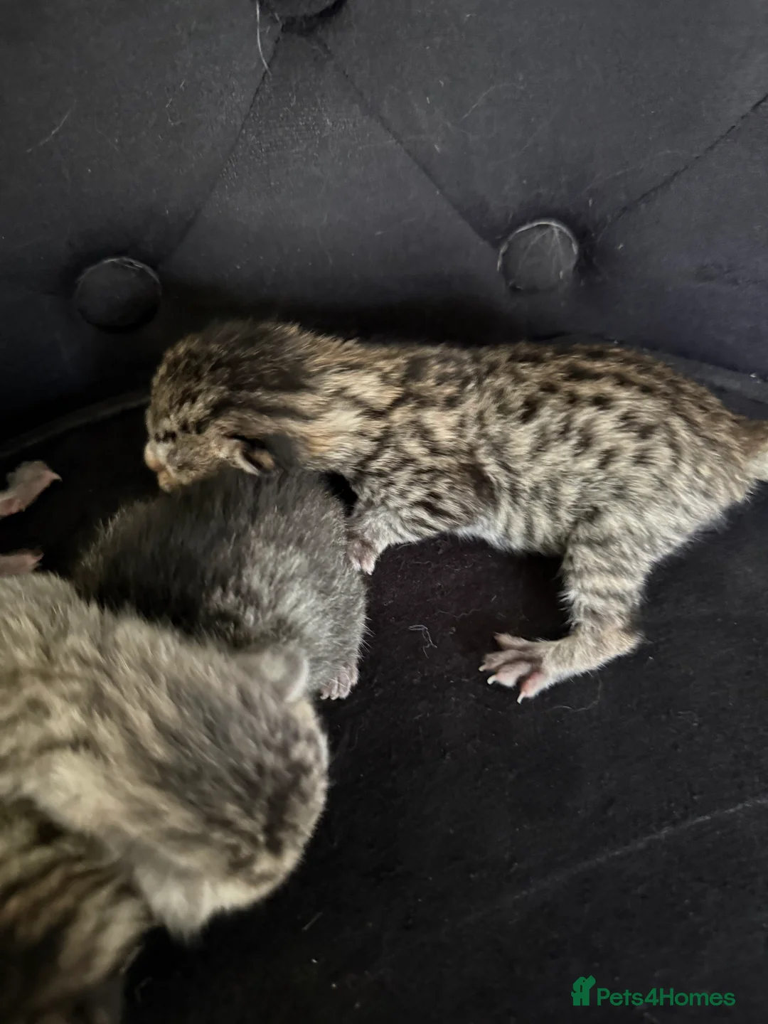 Savannah cats for sale: Striking savannah kittens silver & black/gold - Advert 7