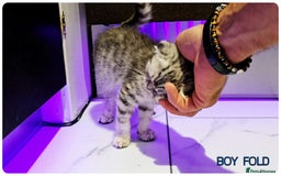 Scottish Fold cats for sale: Scottish Fold Kittens ( Delivery  available) - Image 11