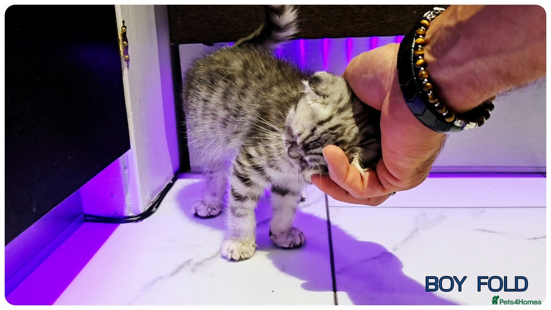Scottish Fold cats for sale: Scottish Fold Kittens ( Delivery  available) - Image 11