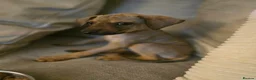 Mixed Breed dogs for adoption: Krissie  - Advert 11