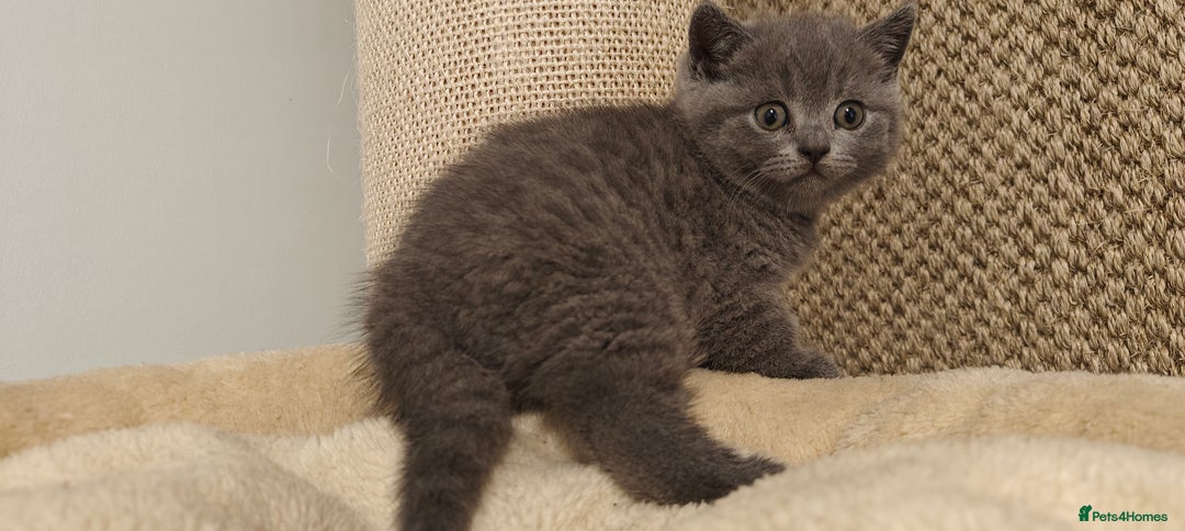 British Shorthair cats for sale: Silver tabby/blue British shorthair kittens - Image 6