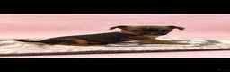 Lakeland Terrier dogs for sale: Lakeland terrier puppies (working type) - Advert 15