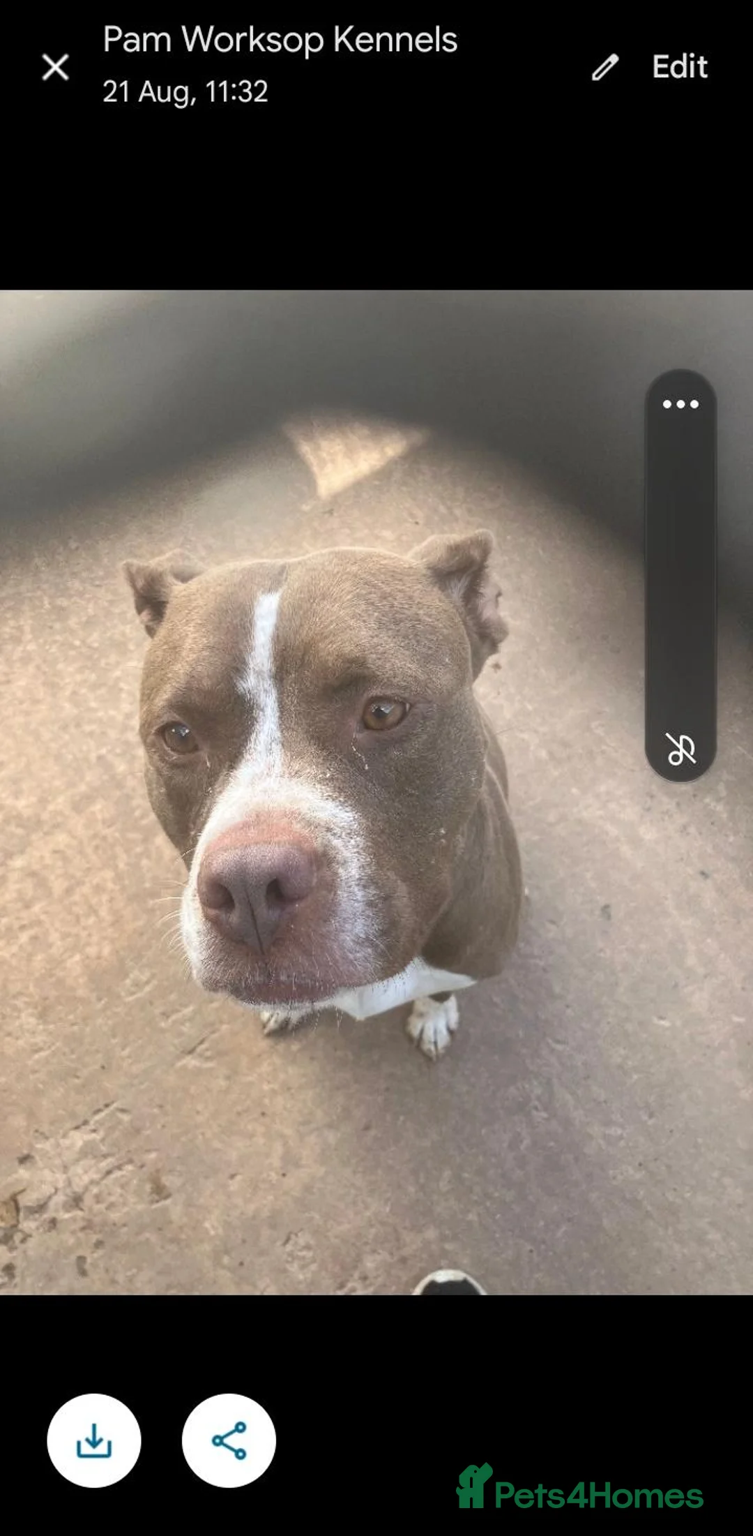 American Bull Staffy dogs for adoption: Gorgeous staffie cross dogs for adoption  - Advert 4