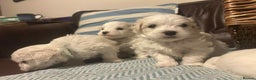 Mixed Breed dogs for sale: Cotonese puppies  - Advert 6