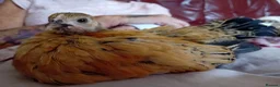 Chickens poultry for sale: Indoor Therapy Serama Hen -  Highly Tame - Advert 18