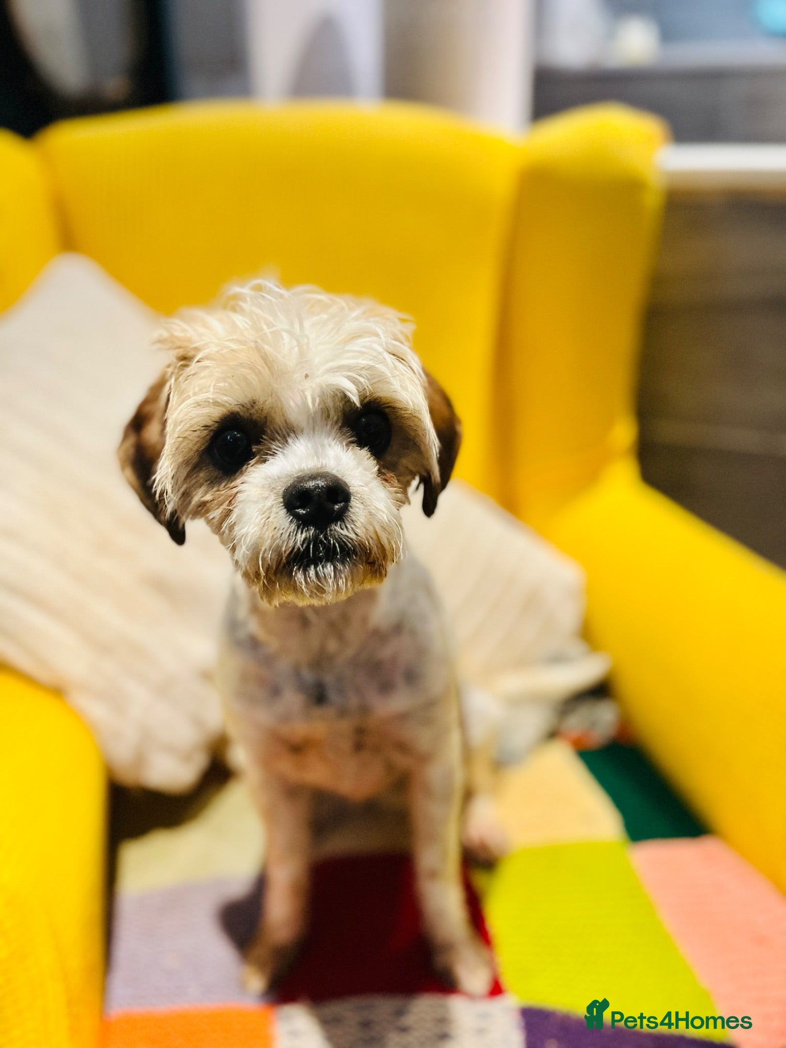 Cavapoo dogs Beautiful cavapoo girl ❤️ - Advert 1