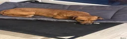 Patterjack dogs for sale: 3 year old lovely boy - Advert 3