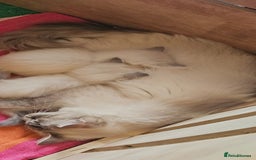 Ragdoll cats for sale: Tica registered Grand Champion Ragdoll kittens  - Image 10