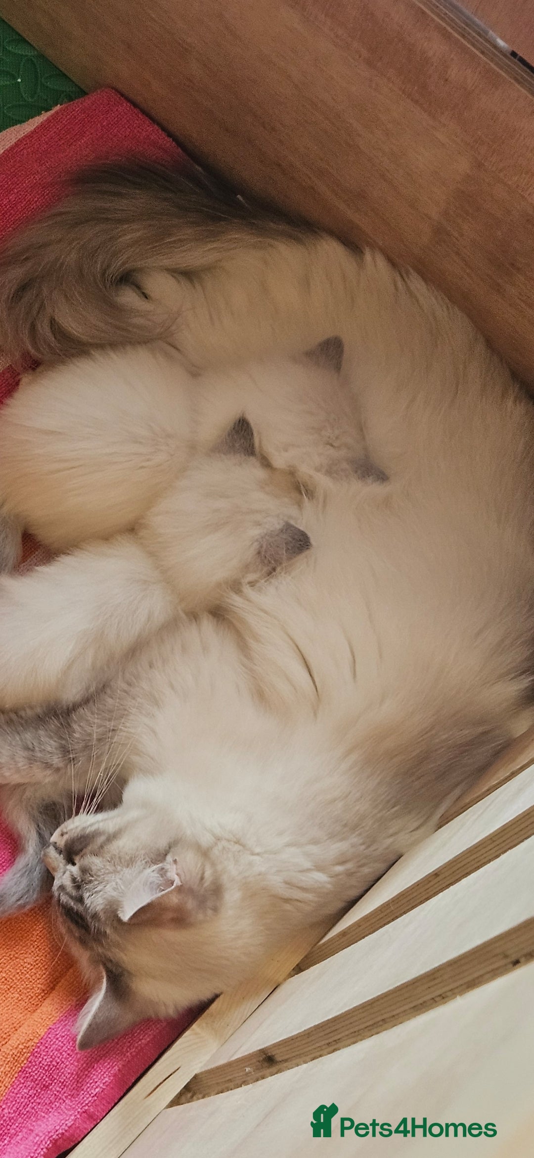 Ragdoll cats for sale: Tica registered Grand Champion Ragdoll kittens  - Image 10