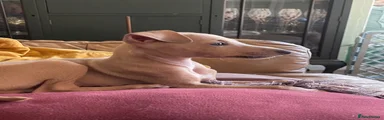 Italian Greyhound Kenzo 