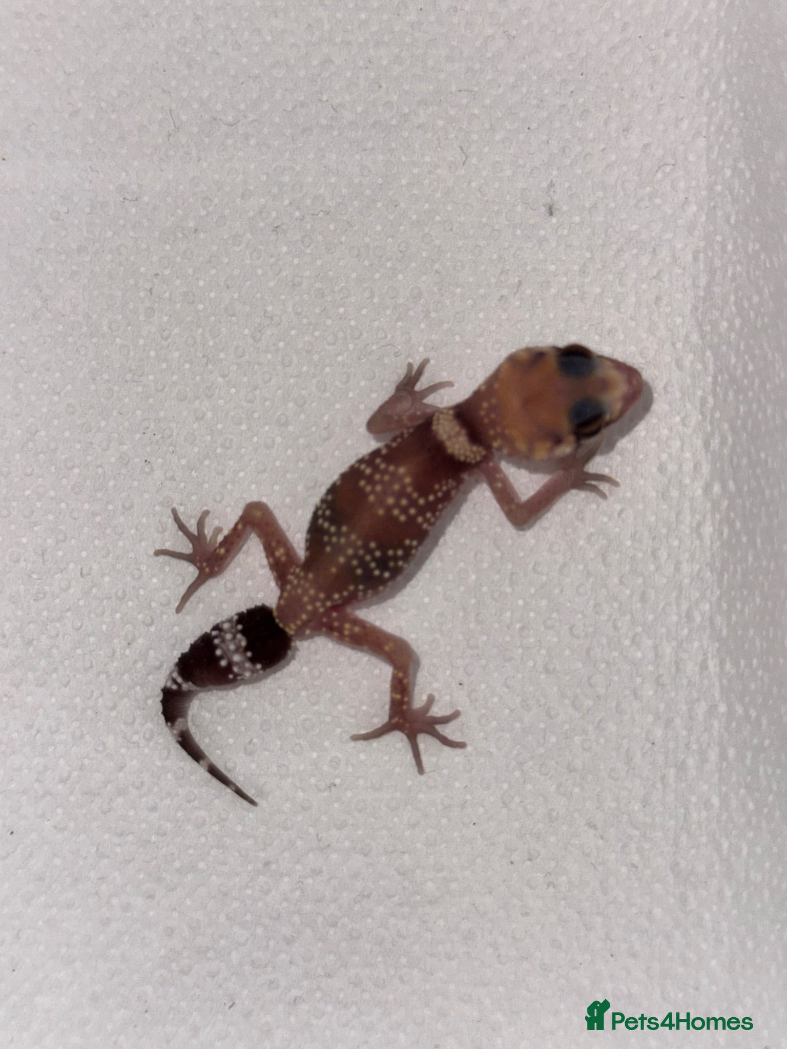 Gecko reptiles Australian Barking Gecko - Advert 1