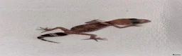Gecko reptiles for sale: Australian Barking Gecko - Advert 1