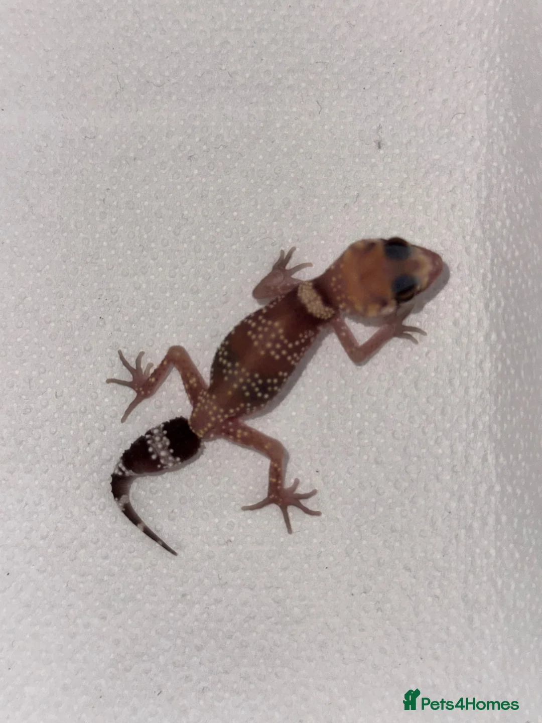 Gecko reptiles for sale: Australian Barking Gecko - Advert 1