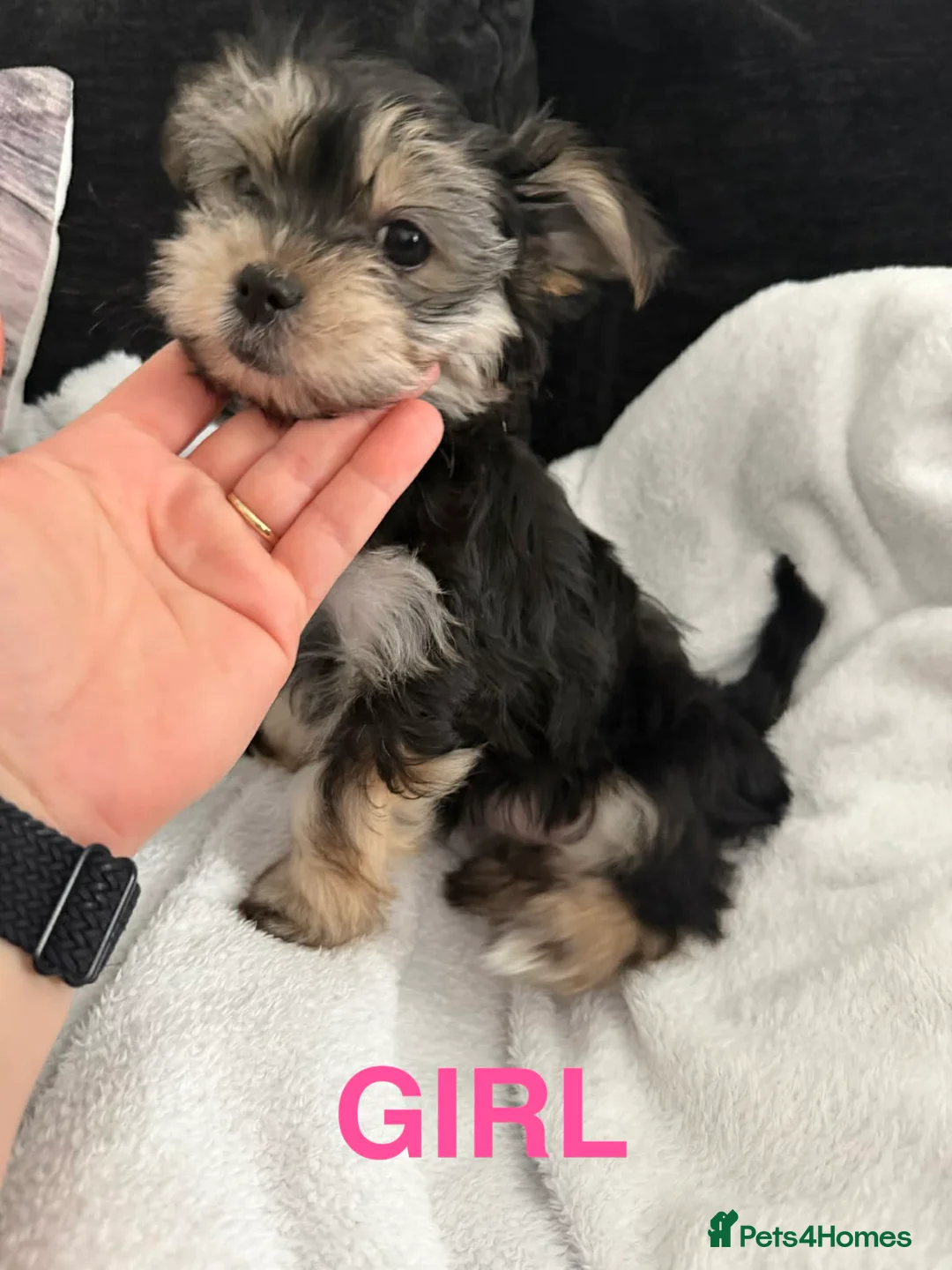 Morkie dogs for sale: Morkies - Advert 2
