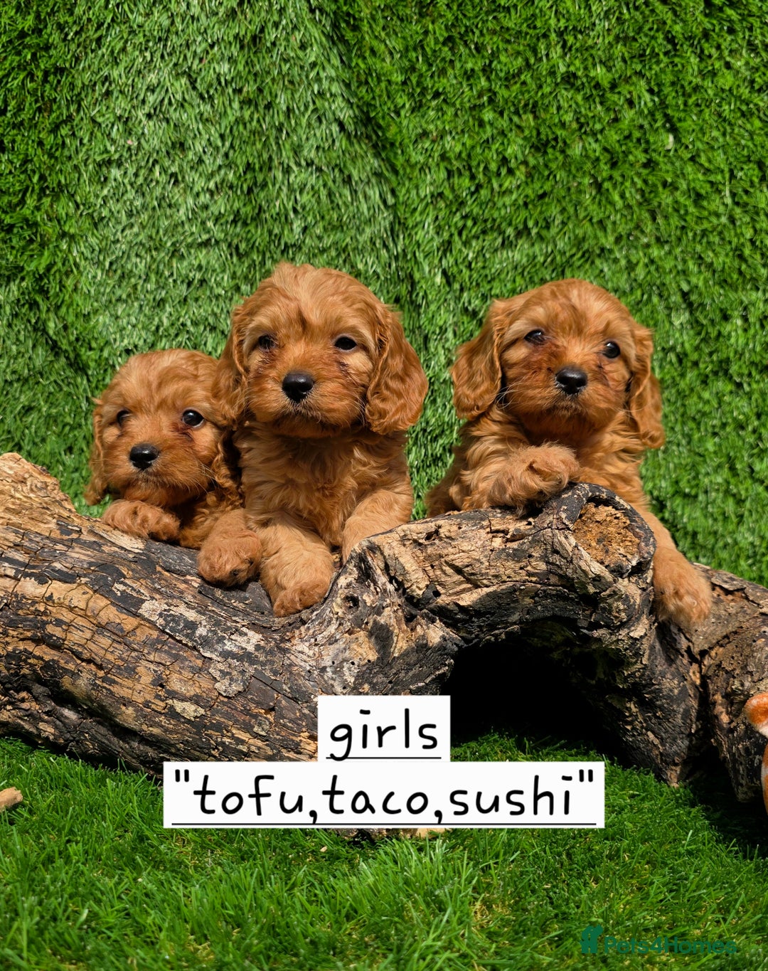 Cavapoo dogs for sale: TOY F1 RED CAVAPOOS extensivly dna clear. - Image 8