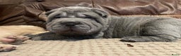 Shar Pei dogs for sale: 4 Shar pei puppies for sale - Advert 9