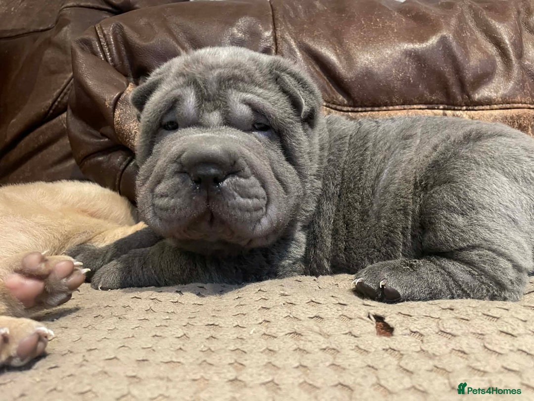 Shar Pei dogs for sale: 4 Shar pei puppies for sale - Advert 9