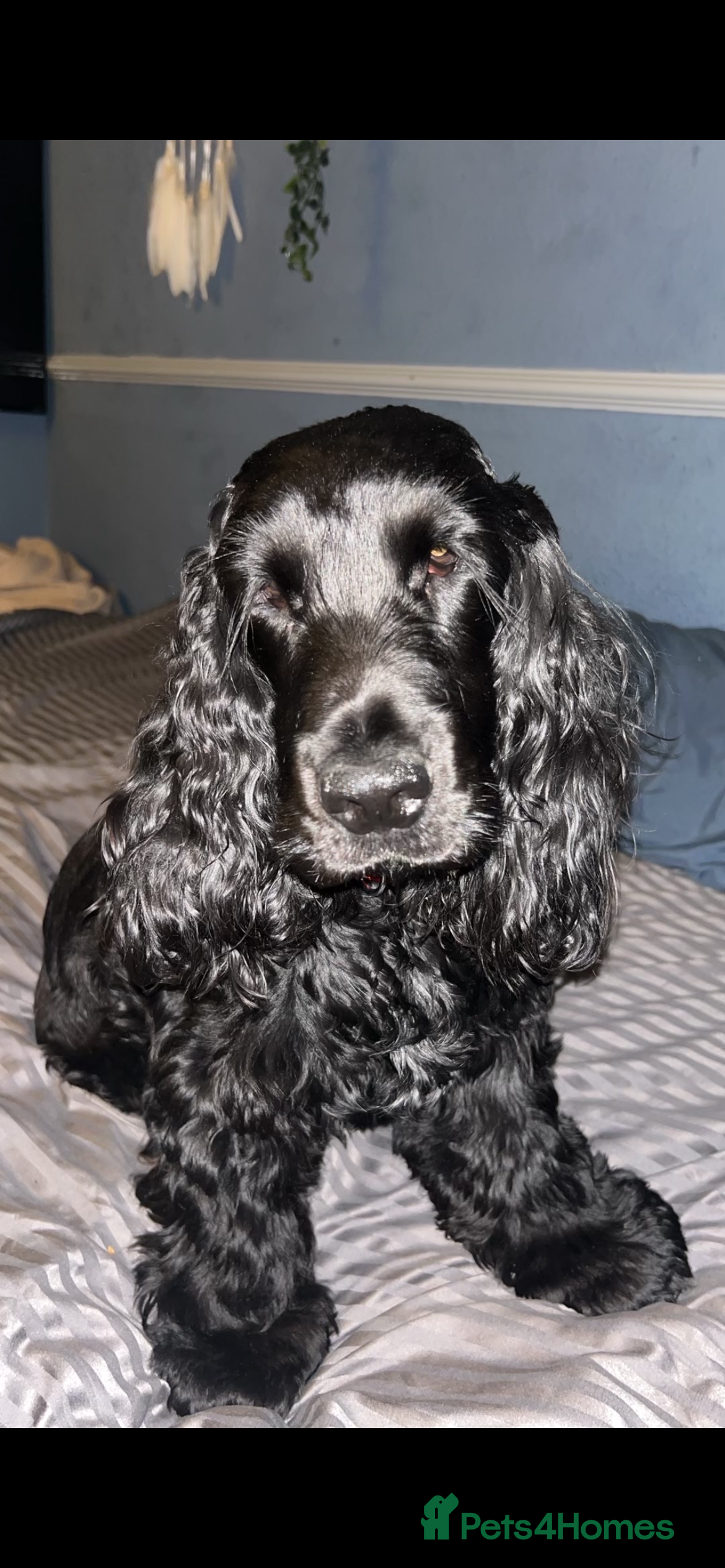 Cocker Spaniel dogs Show type cocker spaniel - Advert 1